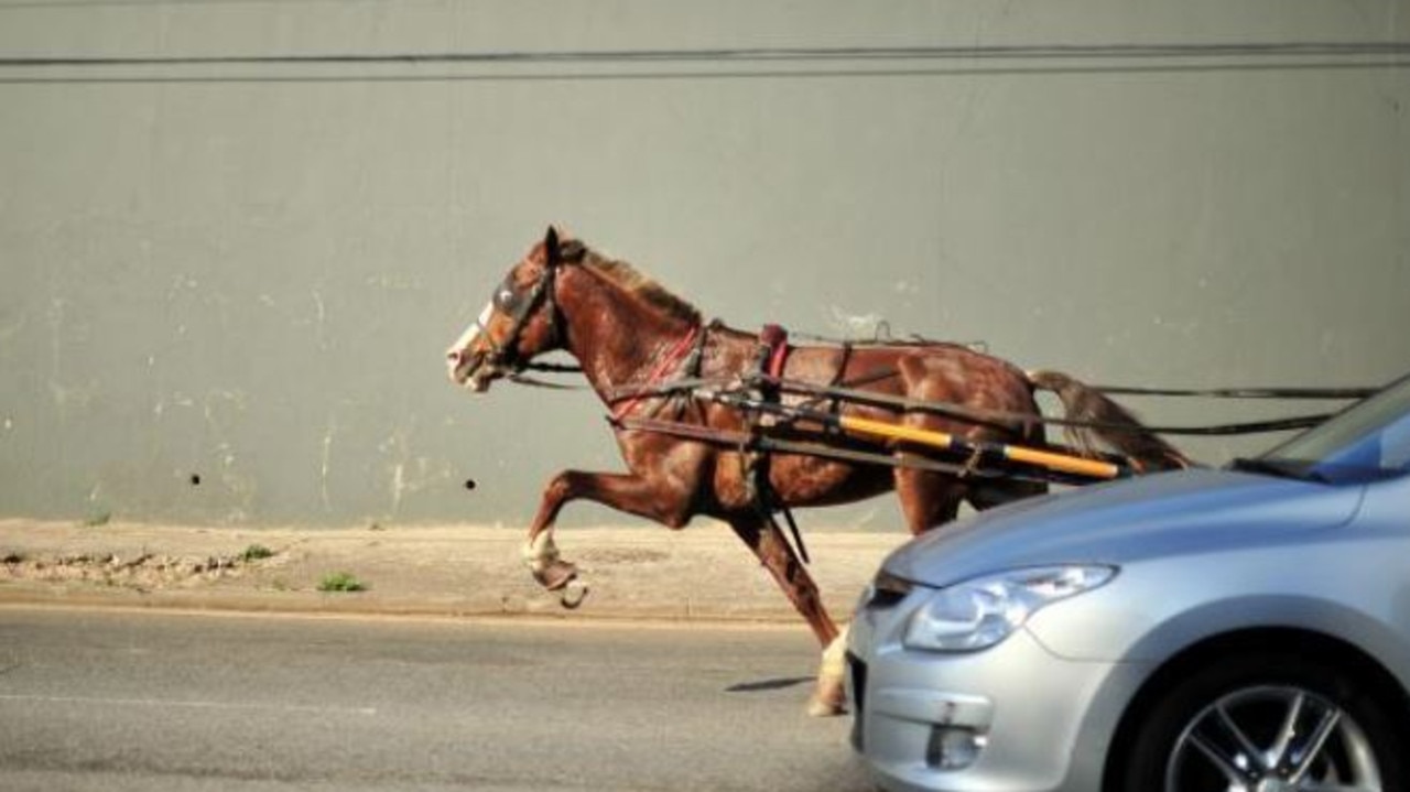 The horse is the real king of the road. Picture: Escape