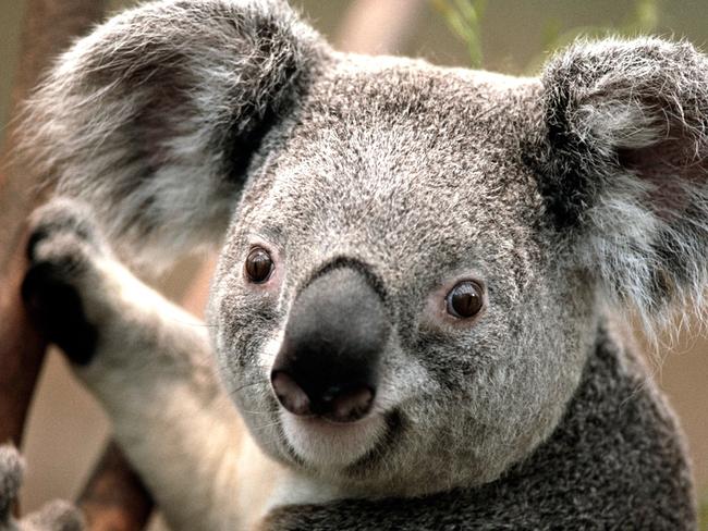 Generic pic of Koala. TEST ONLY