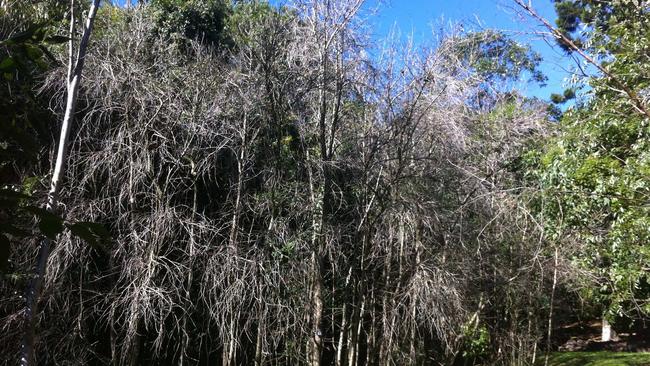 A stand of dead native guava trees killed by myrtle rust near Byron Bay.