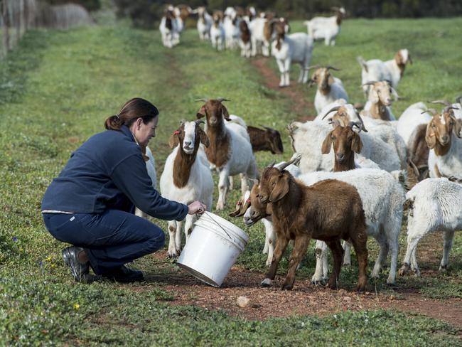 Anthea Brown on her farm.