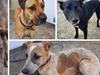 Pound ‘almost full’: Homes needed for dogs before it’s too late