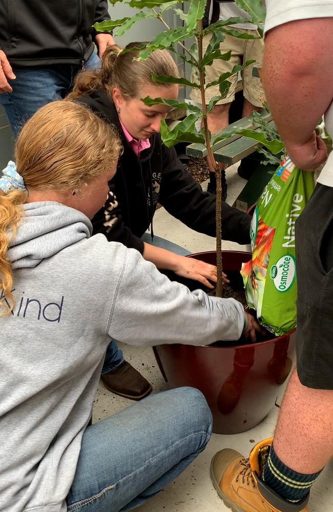 Richmond River High School students potting up the rare native rough-shelled macadamia (macadamia tetraphylla) tree and an Macadamia Conservation Trust 1 (MCT1) tree gifted to their agriculture department by Marquis Macadamias.