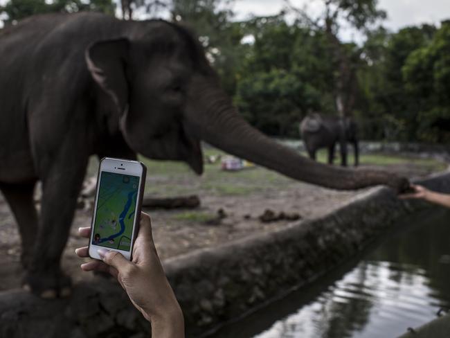 A woman plays Pokemon Go at Gembira Loka Zoo in Yogyakarta, Indonesia. Picture: Getty