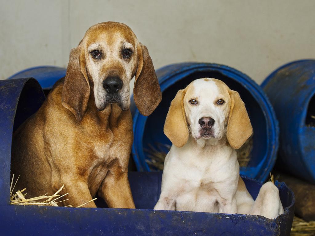 Old age can sneak up on dogs, quicker than their humans may wish for. Picture: Zoe Phillips