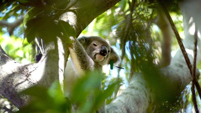 St. Bees Island – Nic, a female koala, sits in her tree. Picture: Supplied