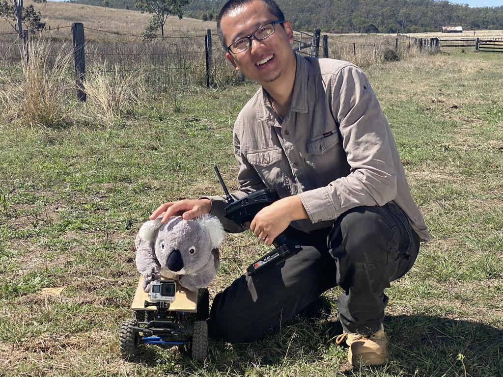 UQ PhD student Alex Jiang is investigating whether the humble cow is secretly destroying Australia's koala population.