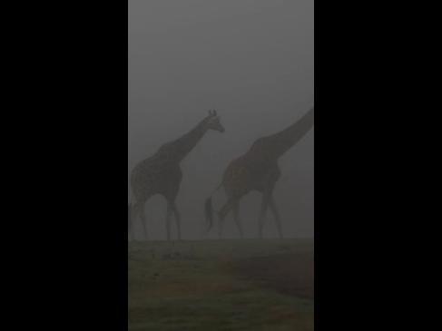 Animals walk through 'eerie' fog at safari park near Melbourne