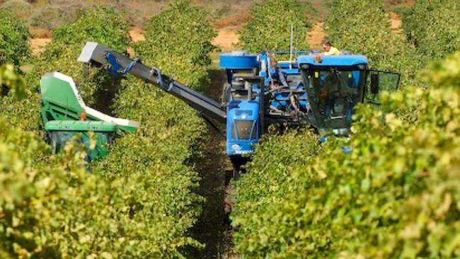 There are an estimated 6000 grapegrowers in Australia servicing the industry.