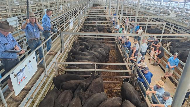 At the moment the difference between steer and heifer prices is quite exaggerated. Picture: File