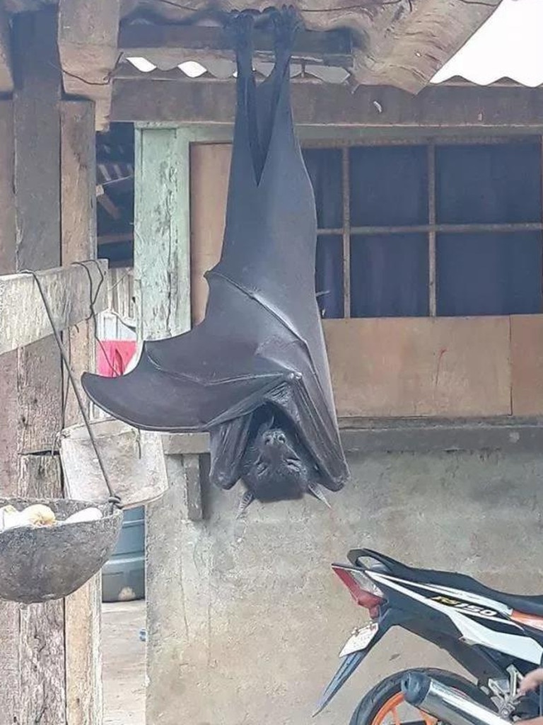 A giant golden-crowned flying fox.