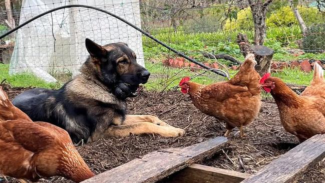 PD Rusty has hung up his Sabre vest for some well-deserved rest. Picture: Supplied.