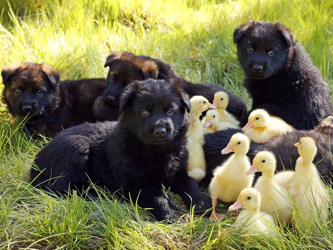 Dogs being taught to guard their feathery mates