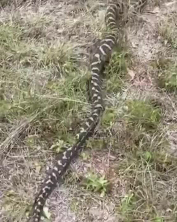 A 9ft to 10ft long carpet python released by Gladstone Region Snake Catchers’ David Voss