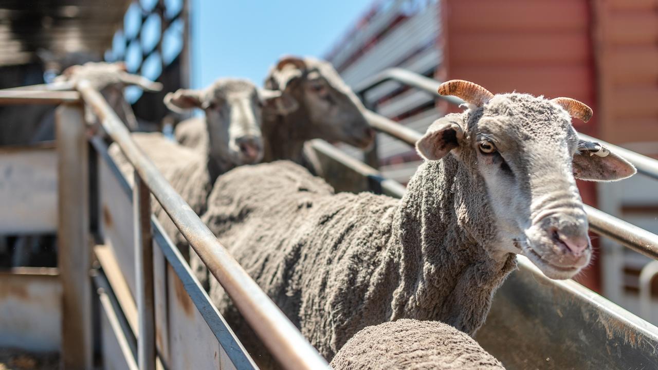 While the ban has strong support from animal welfare activists, there are concerns that it may lead to increased exports from countries with lower welfare standards. Pictures: Supplied