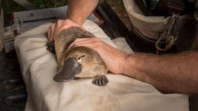 Rover the platypus is the newest swimming sensation after setting a long-distance record. Pictures (including in graphic below): Doug Gimesy, supplied by Melbourne Water