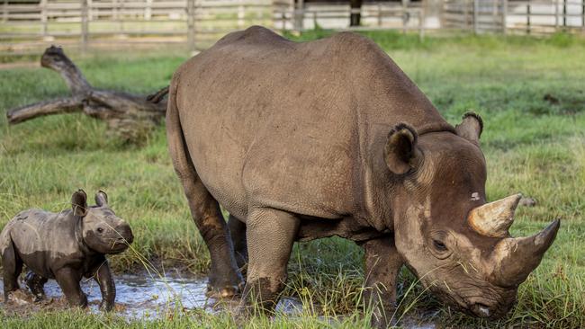 Critically endangered black rhino calf Sabi joined the Taronga Western Plains Zoo family in February 2021. She was the fourth calf born to Bakhita and the first female born at the zoo. Picture: Rick Stevens