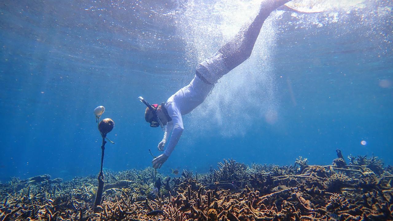 A researcher deploys a hydrophone on a coral reef in Sulawesi, Indonesia. Hundreds of reef recordings have been used to train AI to tell the different between a healthy and damaged reef. Picture: Tim Lamont, University of Exeter