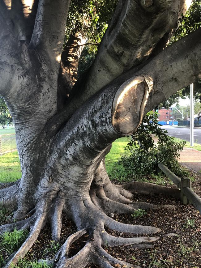 The established trees are up to 65 years old.