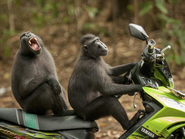 A pair of Indonesian monkeys prepare to make off with an unattended scooter. Picture: Katy Laveck Foster/Barcroft Images