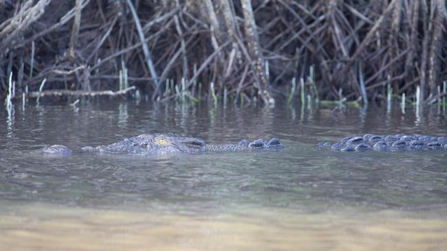 Scarface, the king of the Daintree River, allows resident wildlife expert David White. to get closer than the average guide, with the animal also recognises his voice. PHOTO: David White.