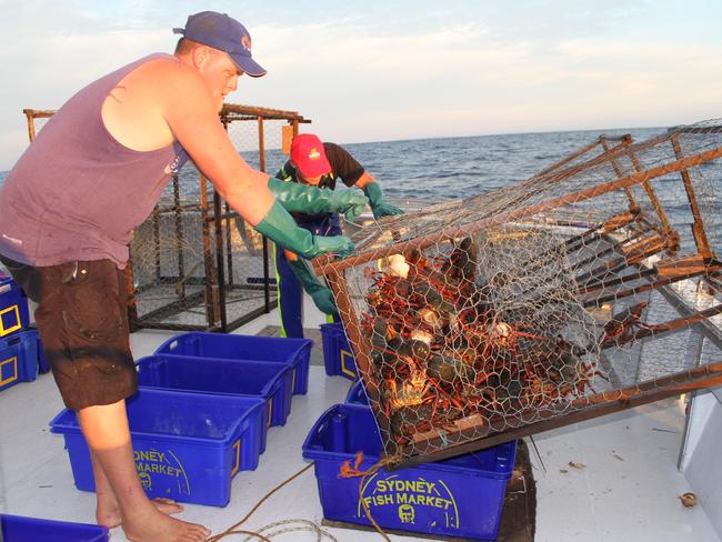 Lobster Pot - Steel Body Cane Neck - NSW Fisheries Approved – Fishing  Station