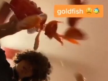 Goldfish fall helplessly without water as they're tipped out of a cup over a smartphone camera.