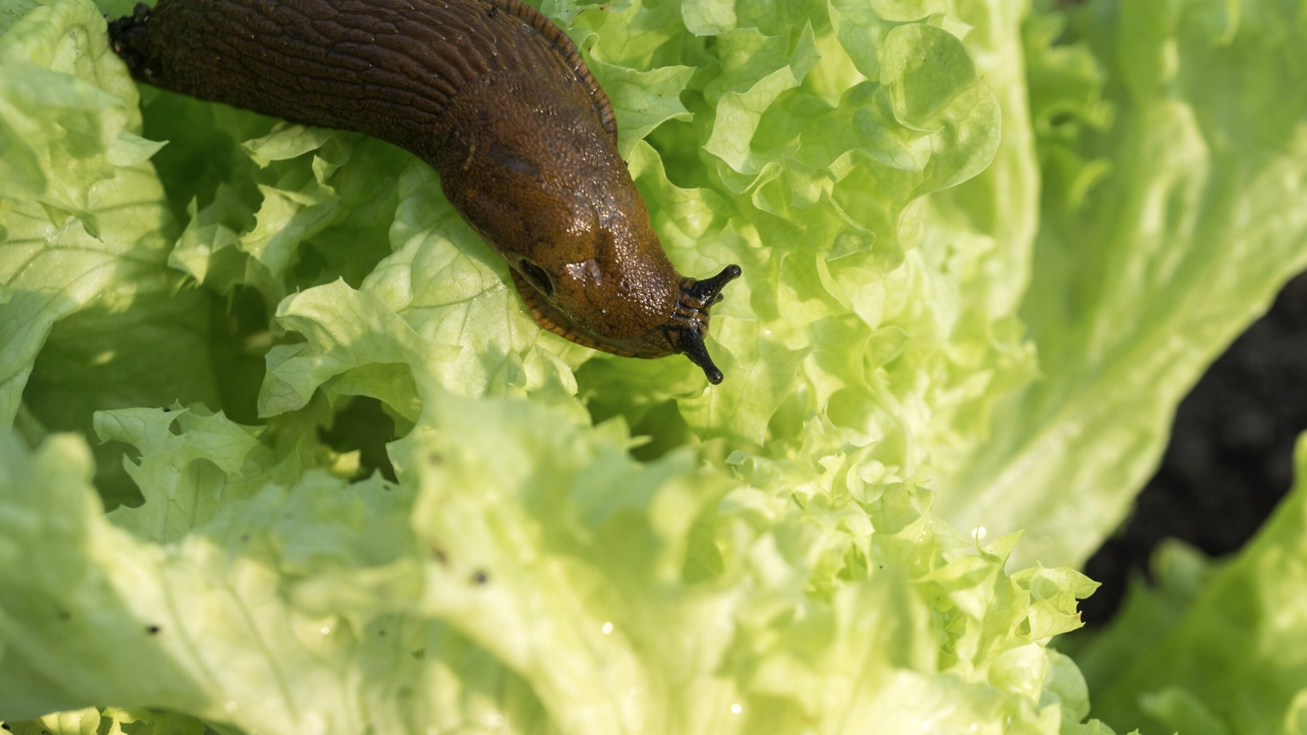 The ASX looks sluggish on Monday. Pic via Getty Images