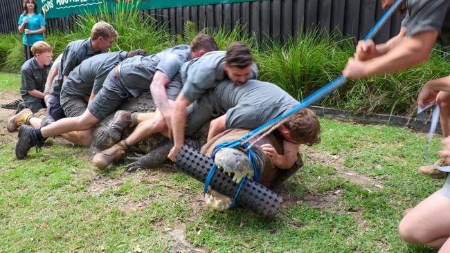 Elvis begins thrashing. Picture: Australian Reptile Park