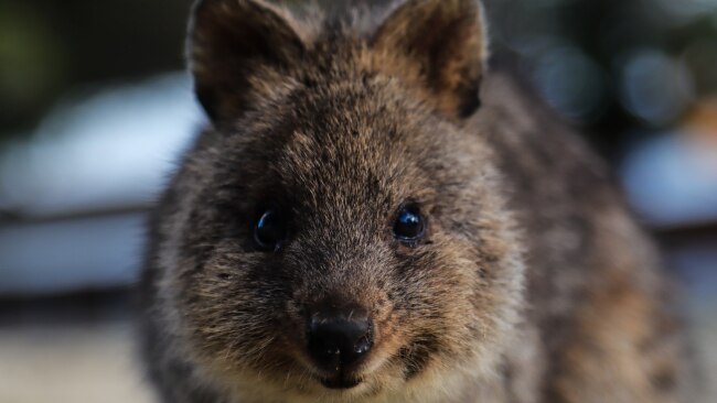 13 things you didn't know about the quokkas of Rottnest Island |  