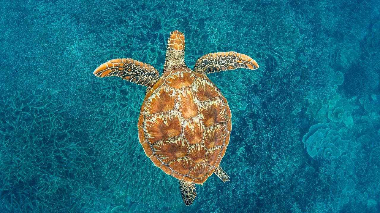 A turtle swims around the surrounding Great Barrier Reef.