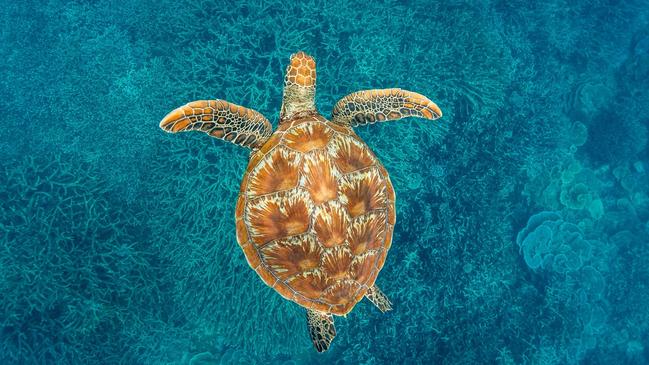 A turtle swims around the surrounding Great Barrier Reef.