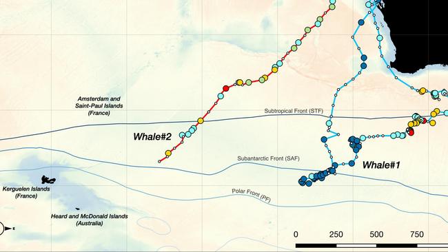 A map showing the journey of the two pygmy blue whales tracked by the research team.