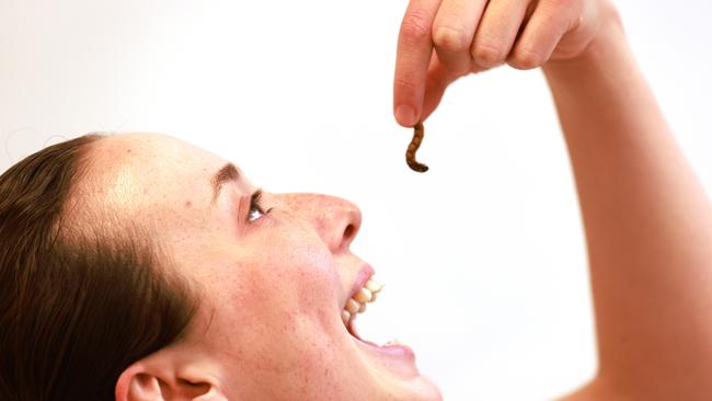 ADELAIDE, AUSTRALIA - NewsWire Photos February 8 2022: University of Adelaide PhD student Ishka Bless tasting edible insects. She's recruiting taste testers to help describe the sensory experience of eating various farmed edible insects, including mealworms, house crickets, tyrant ants and green ants, prepared using different cooking techniques. Picture: NCA NewsWire / Kelly Barnes