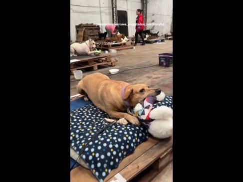 Dogs rescued from Brazil floods and given toys