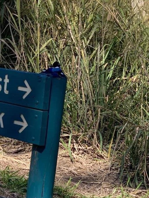 Marian woman Kiya Durbridge found two kingfisher birds glued to the sign at Cathu State Forrest.