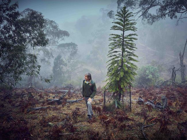 TWAM-20200215   EMBARGO FOR TWAM 15 FEB 2020NO REUSE WITHOUT PERMISSION FEE APPLIESDavid Noble with Wollemi pine Pic : Nick Cubbin