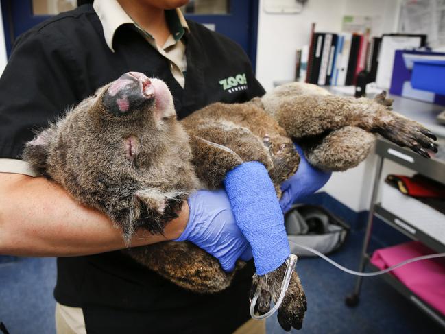 Barber wants the funds divided among charities helping people — and animals — affected by the fires. Picture: David Caird