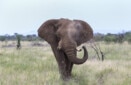 WildEarth captures scary encounter with elephant in South Africa