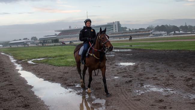 Justine Hales rides Foreteller after trackwork at Flemington this week.