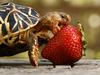 Small turtle or big strawberry?: Tiny Tim shell-ebrates second birthday