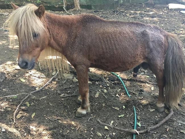 A pony seized from the owner of Storybook Farm-Sacred Animal Garden on March 8. Picture: RSPCA Qld.