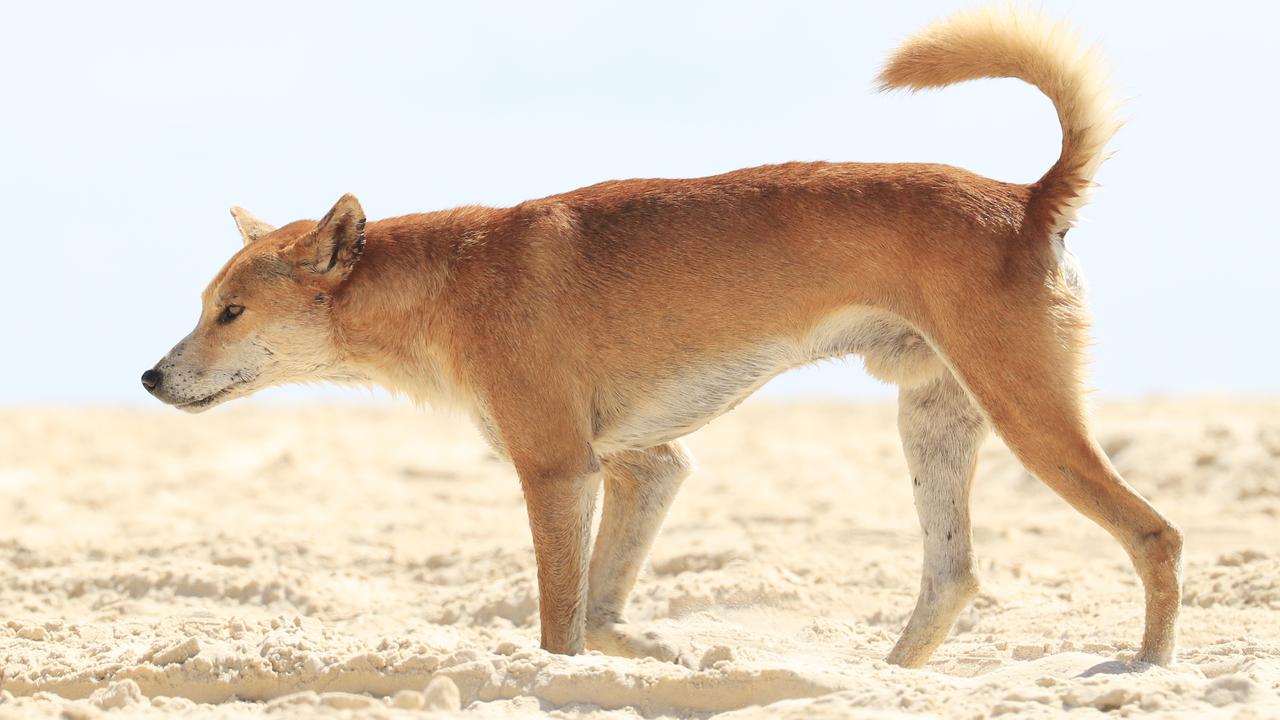 Australia dingo attack: 6-year-old boy hospitalized