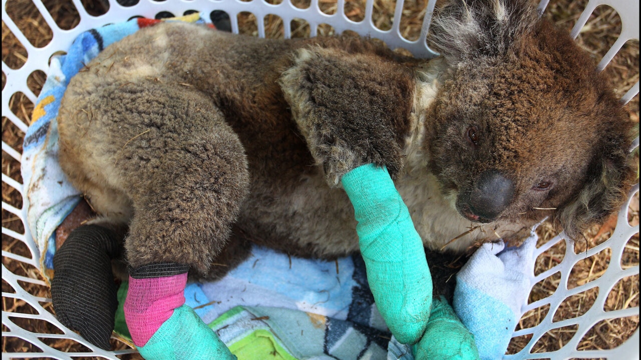 Koalas' Sanctuary Island Is Under Threat From Wildfires