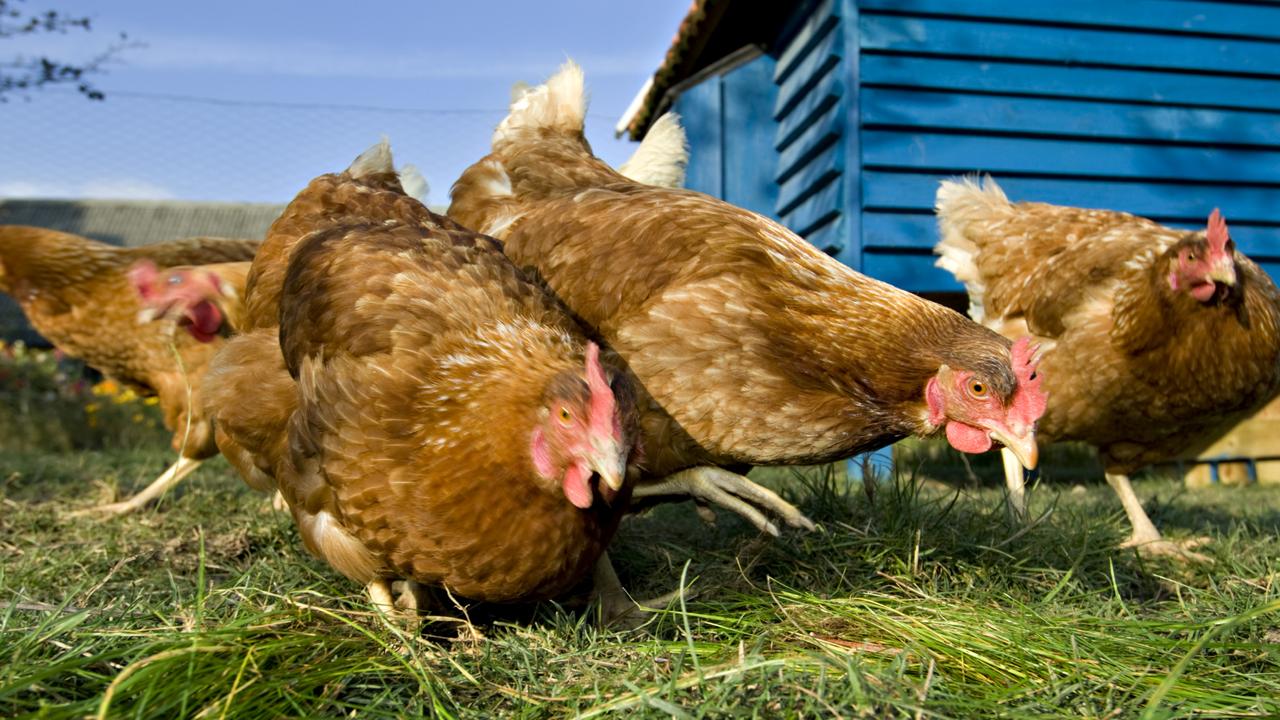 There are now three confirmed cases of bird flu in Victoria. Picture: istock.