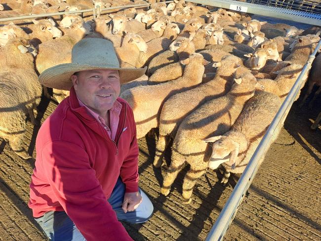 Elders agent Col Fisher with one of the first lines of sucker lambs to be sold at the Griffith saleyards this season, the lambs off dryland country at Goolgowi in NSW were estimated at 23-24kg cwt and sold for $198. In an annual early draft out of first-cross ewes, Col said a lot of young lambs from the region lacked weight and quality, and he believed a reasonable percentage would be shorn and carried on. Picture: Jenny Kelly