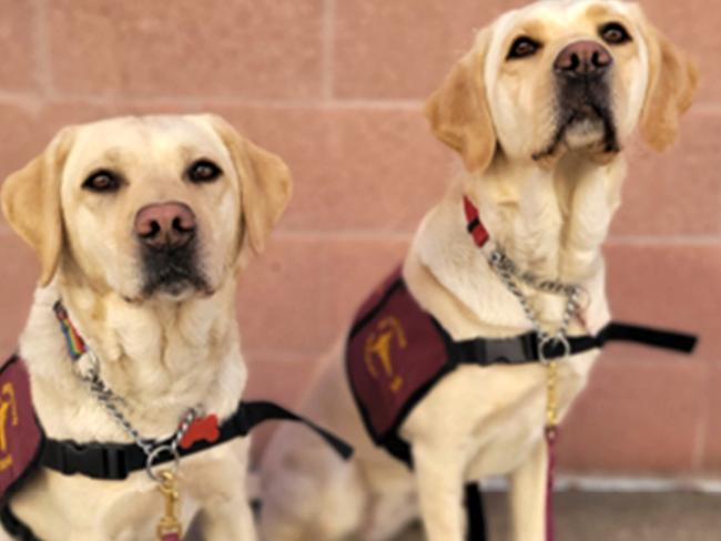 Rizzo and Scarlet, the dogs used in the COVID-19 Dog Screening Program. Picture: Early Alert Canines.