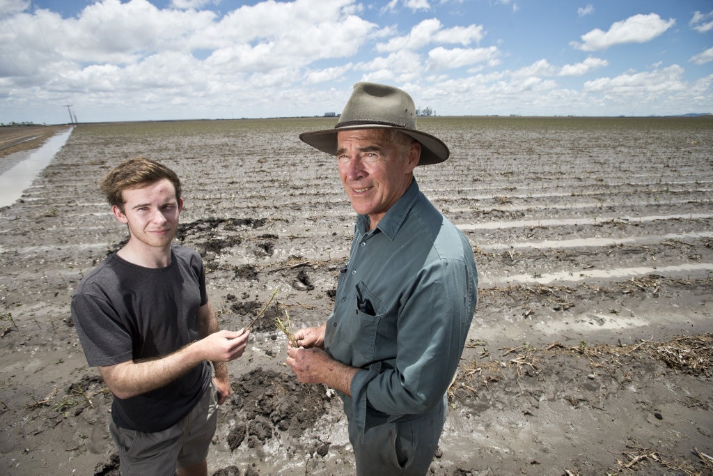 Daniel Scott and his father David Scott inspect the remains of their hail damaged cotton crop on the Cecil Plains farm, Wednesday, December 27, 2017. Picture: Kevin Farmer