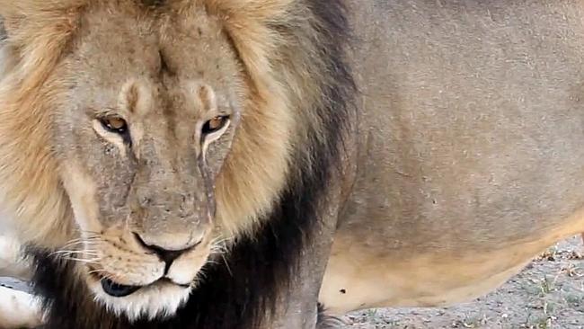 Has Cecil’s brother been shot dead?