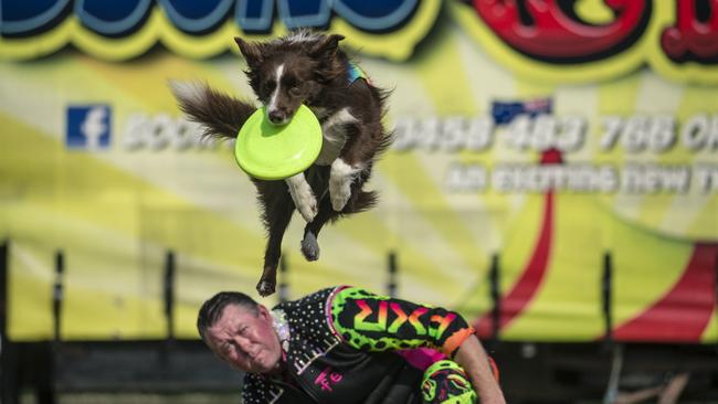 Zoe the performing Kelpie and her trainer Beau Pearson from Flippin Disk Dogz at Hudson’s Circus, which opens on January 1 at the Broadwater Parklands. Picture: Glenn Campbell.