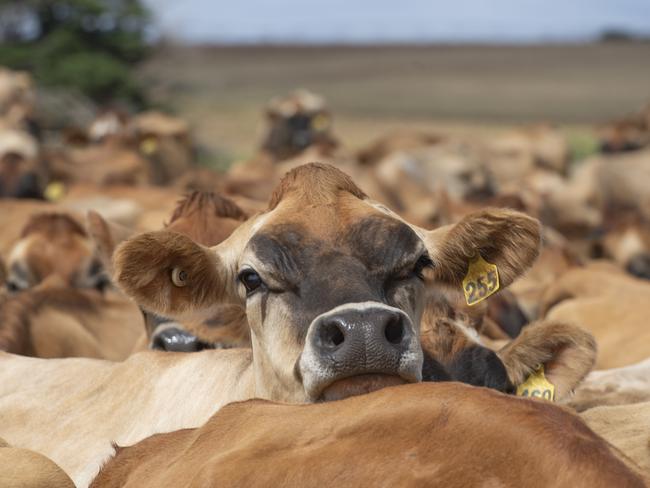 DAIRY: Dairy farmer Sarah ChantDairy farmer and Bulla supplier Sarah ChantPICTURED: Generic farm. Dairy. Dairy cows. Jersey cows. Stock PhotoPicture: Zoe Phillips